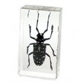 Ed Speldy East ED SPELDY EAST PW207 Paperweight  Medium   Black Longhorn Beetle PW207